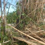 20130111 Itacorubi Bambu sem manejo tombado Bambusa tuldoides 002.jpg