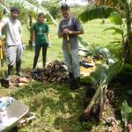 20130306 Fazenda coleta de explantes de bananeiras invitro 001.jpg