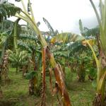 20130311 Fazenda Bananal banana-figo.jpg
