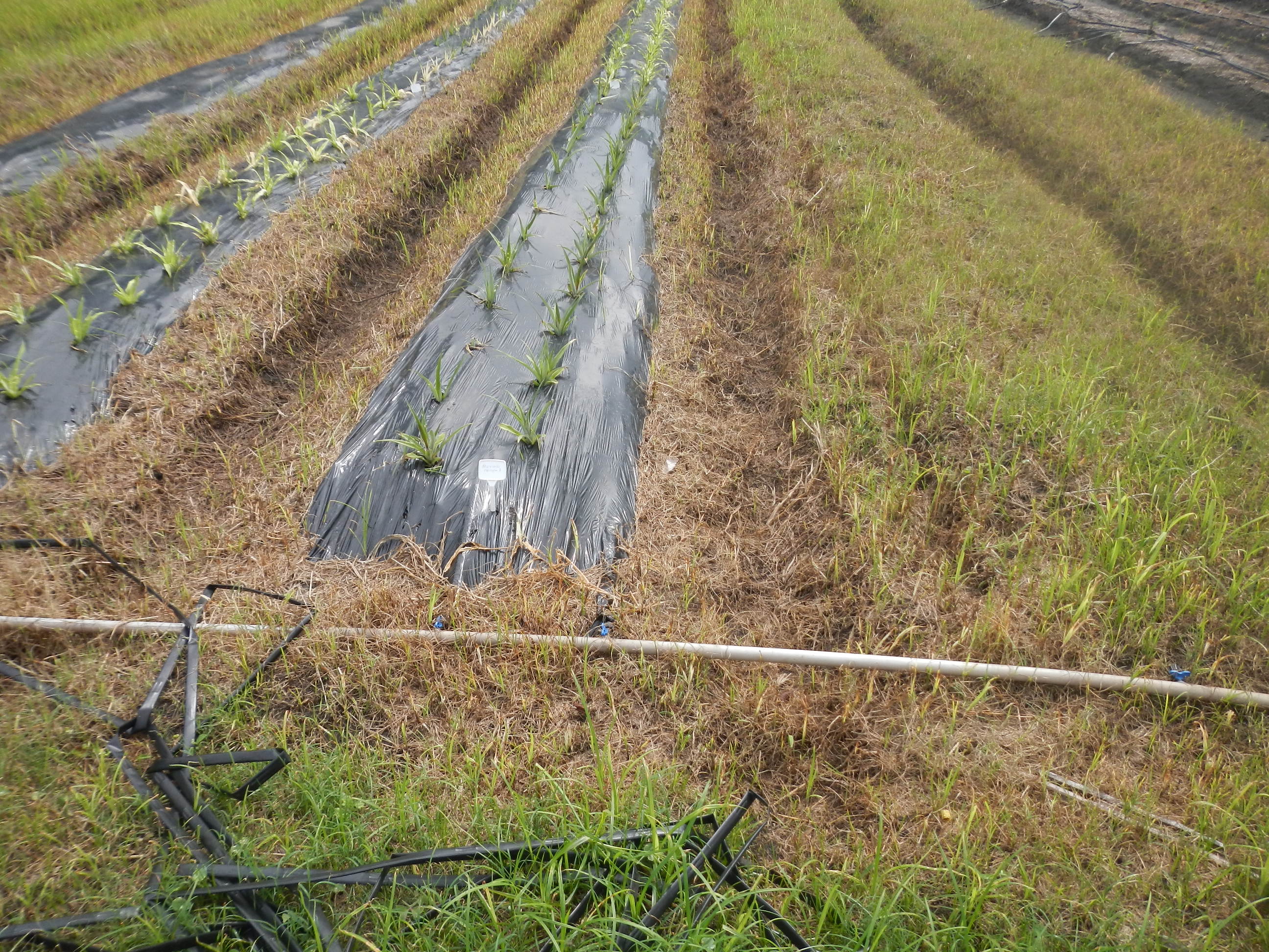20130311 Fazenda Resultado aplicação herbicida abacaxis.jpg