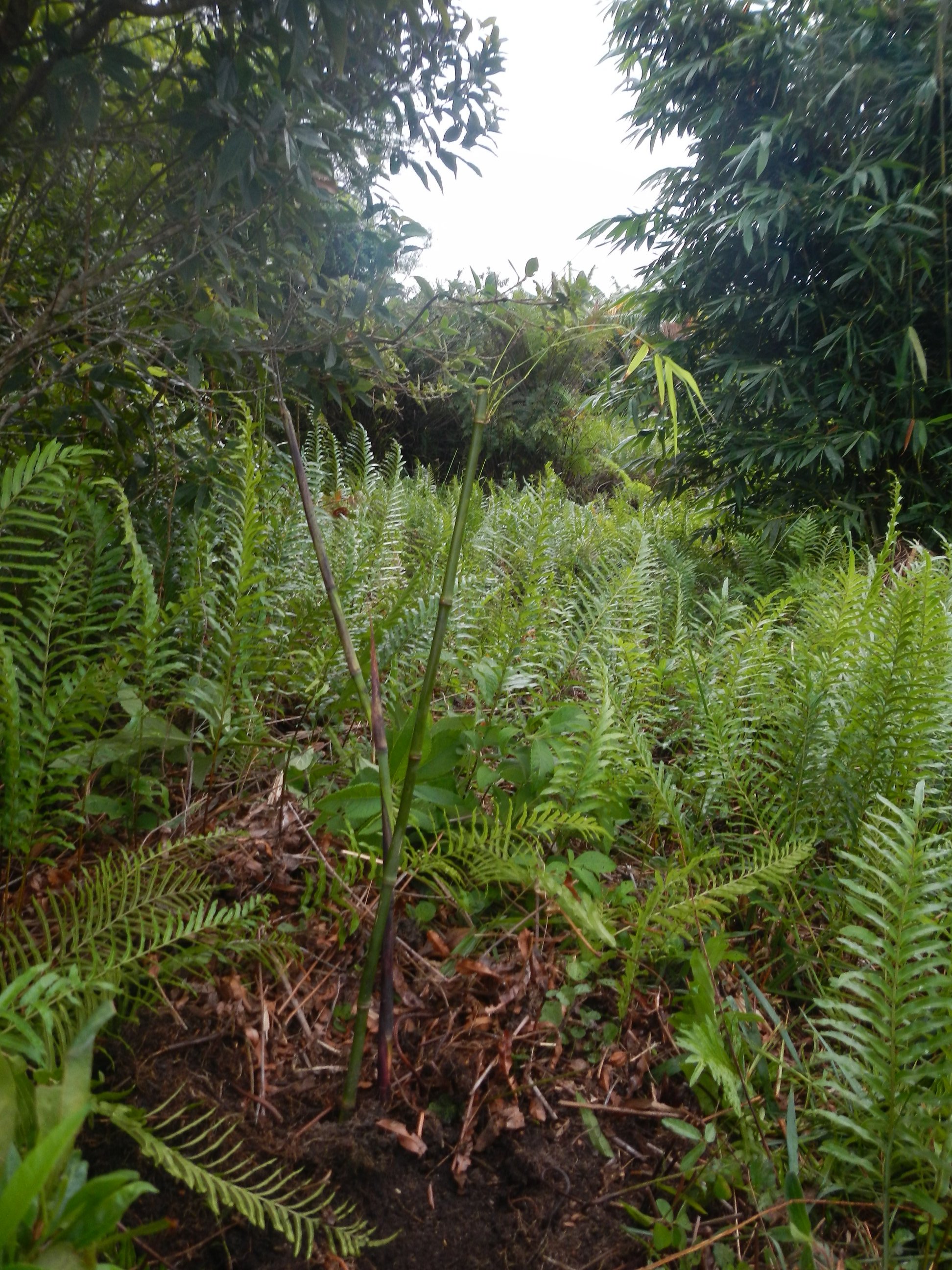 20130402 Fazenda Bambu Bambusa gracilis silvicultura ornamental 005.jpg