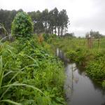 20130410 Fazenda Chuvarada 95mm águas drenagem SAF Agroecologia 002.jpg