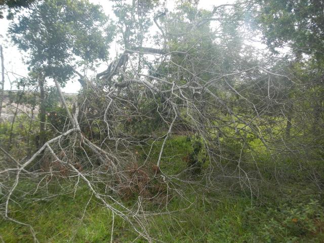20130424 Fazenda árvores derrubadas por vendaval vento estrada 009.jpg