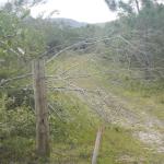 20130424 Fazenda árvores derrubadas por vendaval vento estrada 012.jpg