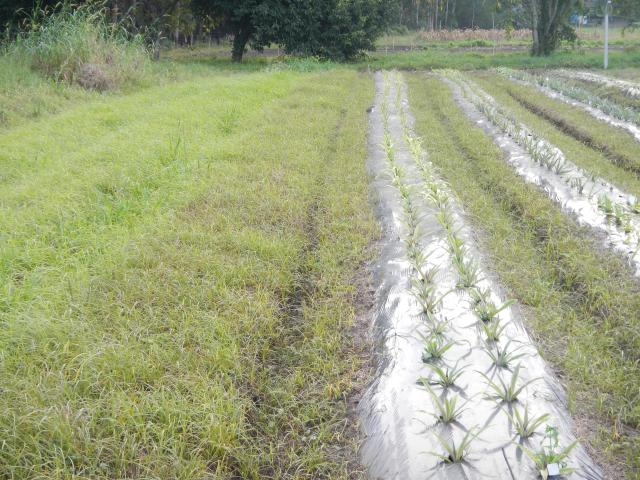 20130513 Fazenda Abacaxi experimento pós-herbicida.jpg