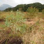 20130513 Fazenda Eucaliptus dunii plantio 002 silvicultura.jpg