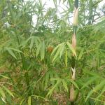 20130520 Fazenda Bambuseto silvicultura Bambusa vulgaris 002.jpg