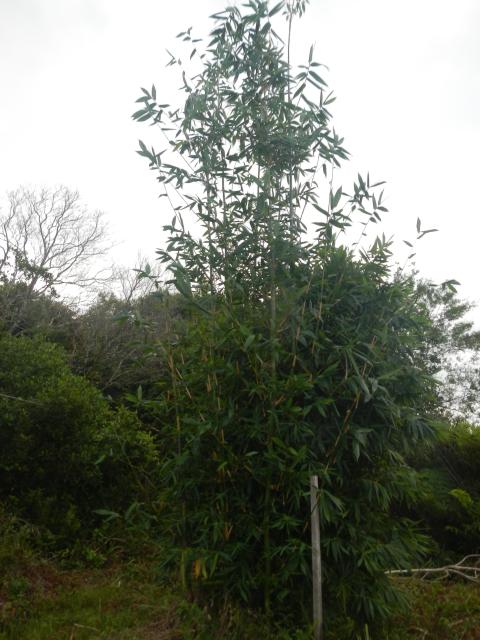 20130520 Fazenda Bambuseto silvicultura Bambusa oldhamii 001.jpg