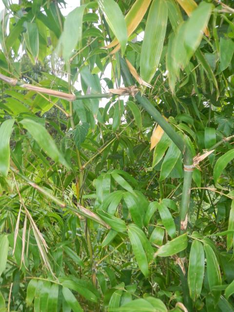 20130520 Fazenda Bambuseto silvicultura Guadua chacoensis 003.jpg