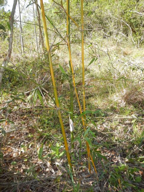 20130925 Fazenda Bambu muda Bambusa vulgaris entre pivô e ovinos 001.jpg