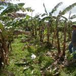 20130925 Fazenda Bananal Manejo 2 durante.jpg