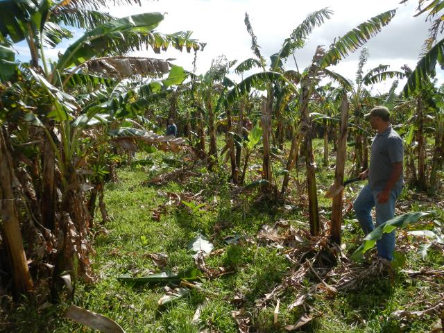 20130925 Fazenda Bananal Manejo 2 durante.jpg