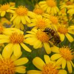 20131025 Fazenda Florada entomologia insetos abelhas apicultura 002.jpg