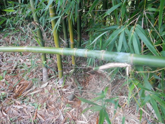 20131205 Fazenda Bambu Bambusa tuldoides mudas por mergulhia 002.jpg