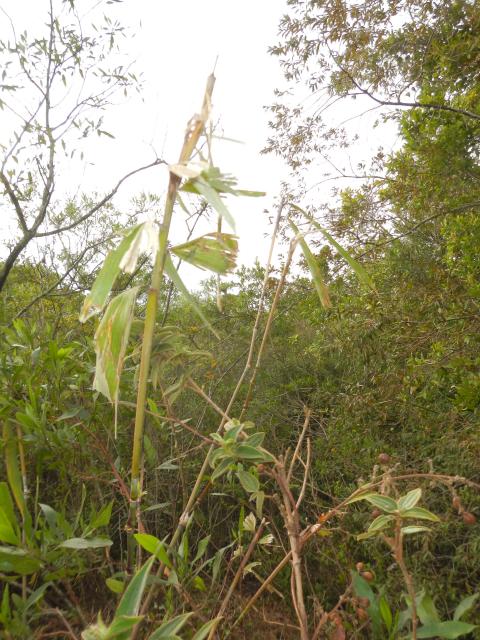 20120803 Fazenda Bambu com folhas pastoreadas por bovinos pivô 002.jpg