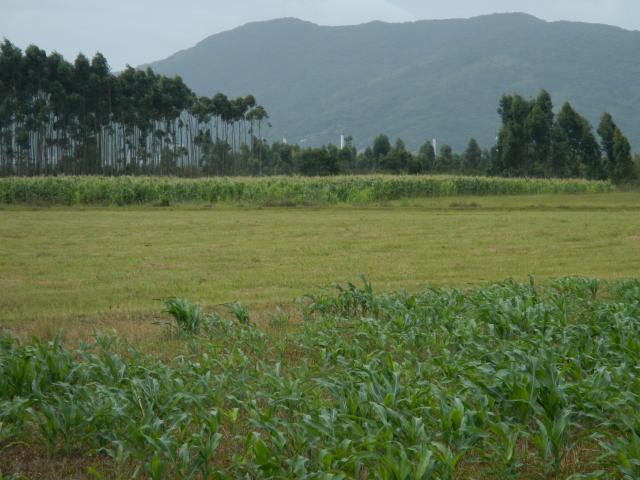 20140217 Fazenda Plantio Milho na área do Pivô 002.jpg