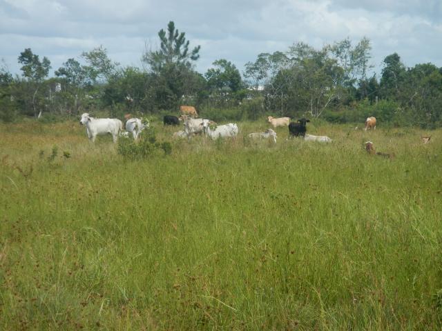 20140220 Fazenda Bovinos Pasto Cercas animais bovinocultura 004.jpg