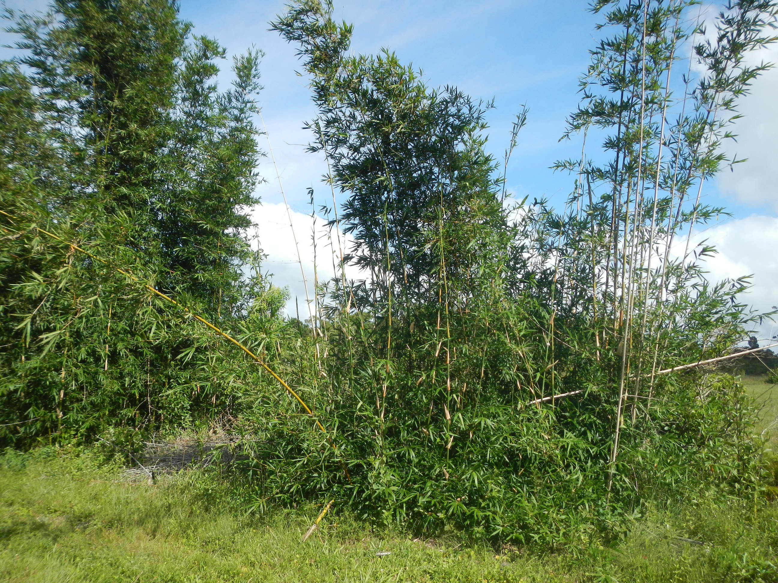 20140220 Fazenda Rebrotes de Bambu em touceira quase suprimida.jpg