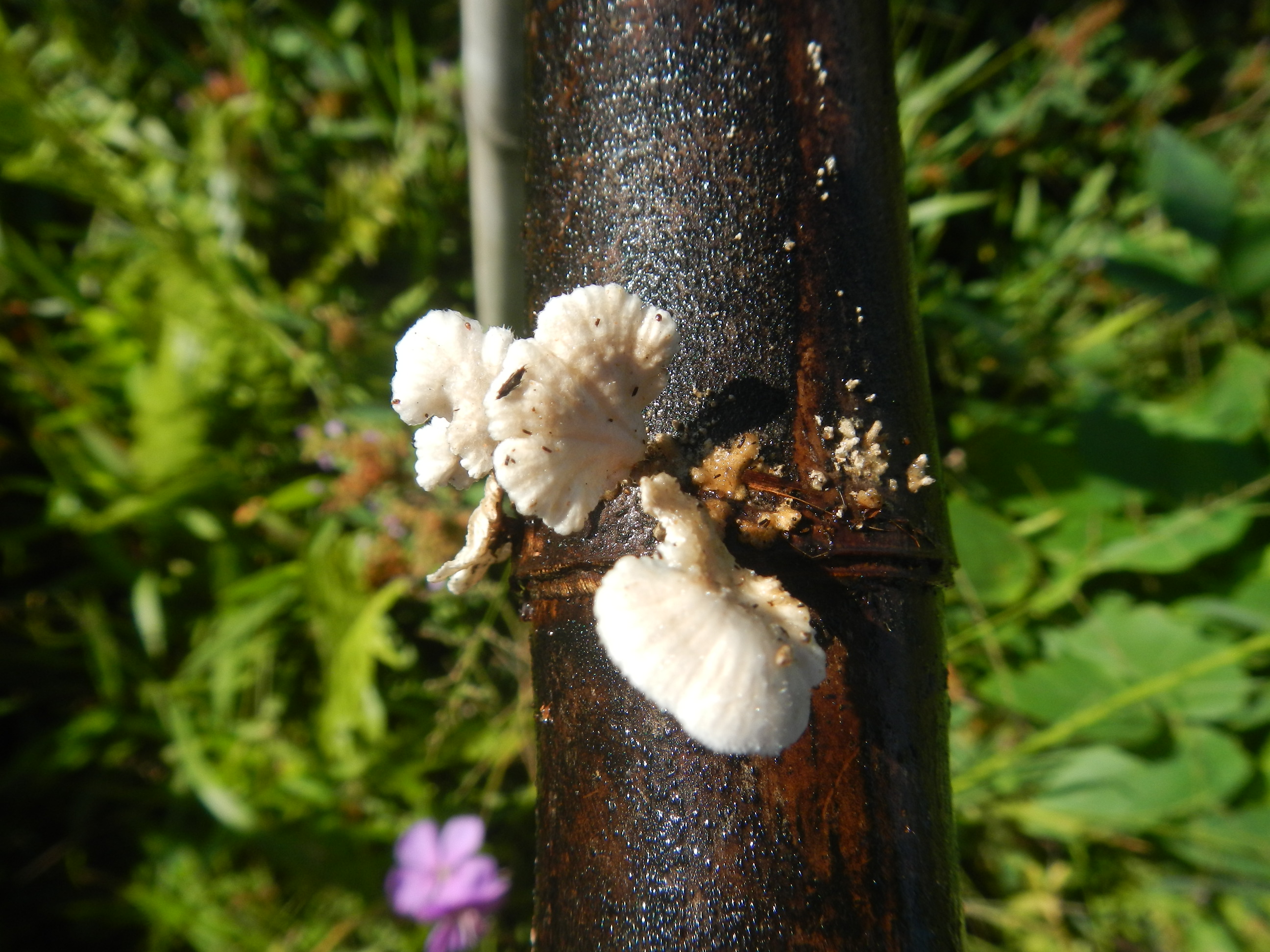 20140224 Fazenda Agroecologia Cogumelo funghi no bambu ADAE 001.jpg