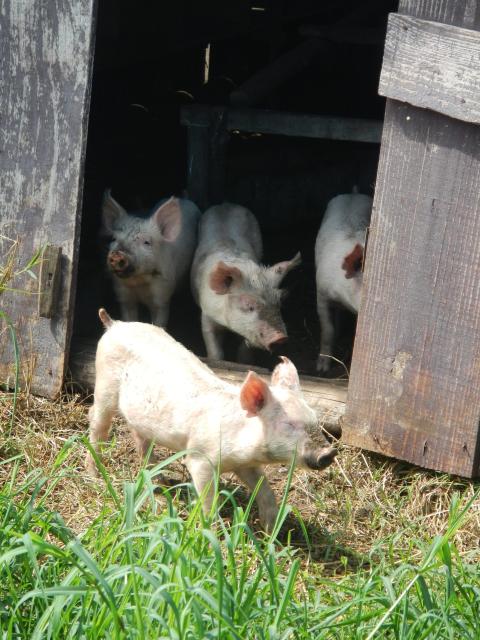 20140318 Fazenda Suinos SISCAL Porcos Ar livre 004.jpg