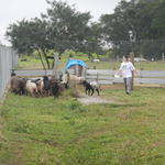 20140613 Fazenda Ovinocultura ovelhas zootecnia 001.jpg