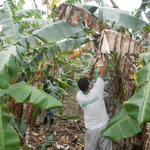 20140613 Fazenda Manutenção Bananal.jpg