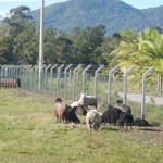 20140815 Fazenda Ovinocultura ovelhas zootecnia 002.jpg