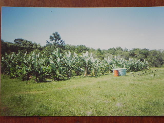 1999 bananal.jpg