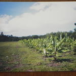 19990405 plantado por Cleiton de Biasi.jpg