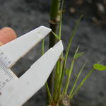 20140819 Fazenda Bambu Experimento propagação brotação 090.jpg