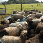 20140828 Fazenda Ovelhas ovinocultura zootecnia 001.jpg