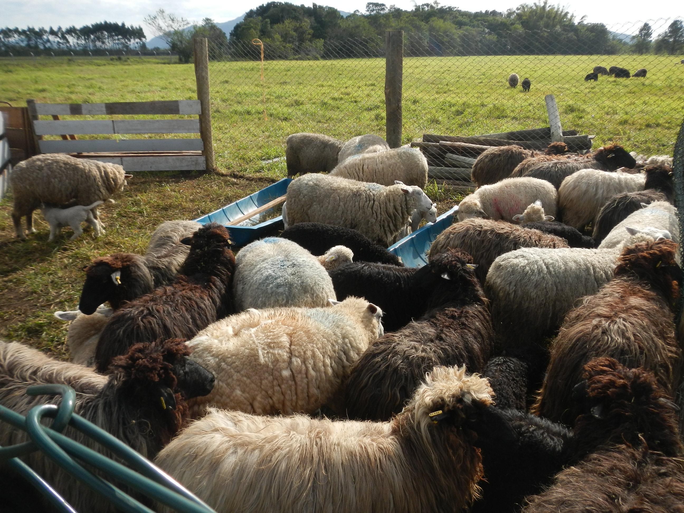20140828 Fazenda Ovelhas ovinocultura zootecnia 002.jpg