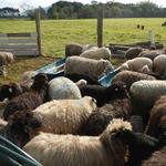 20140828 Fazenda Ovelhas ovinocultura zootecnia 002.jpg
