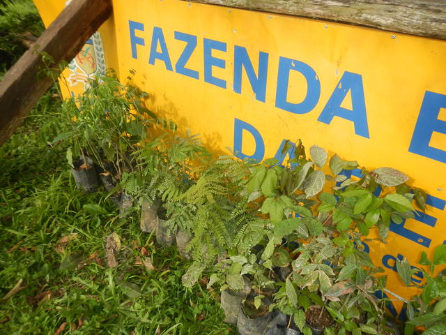 20140915 Fazenda Mudas árvores nativas doadas Sul Catarinense 003.jpg