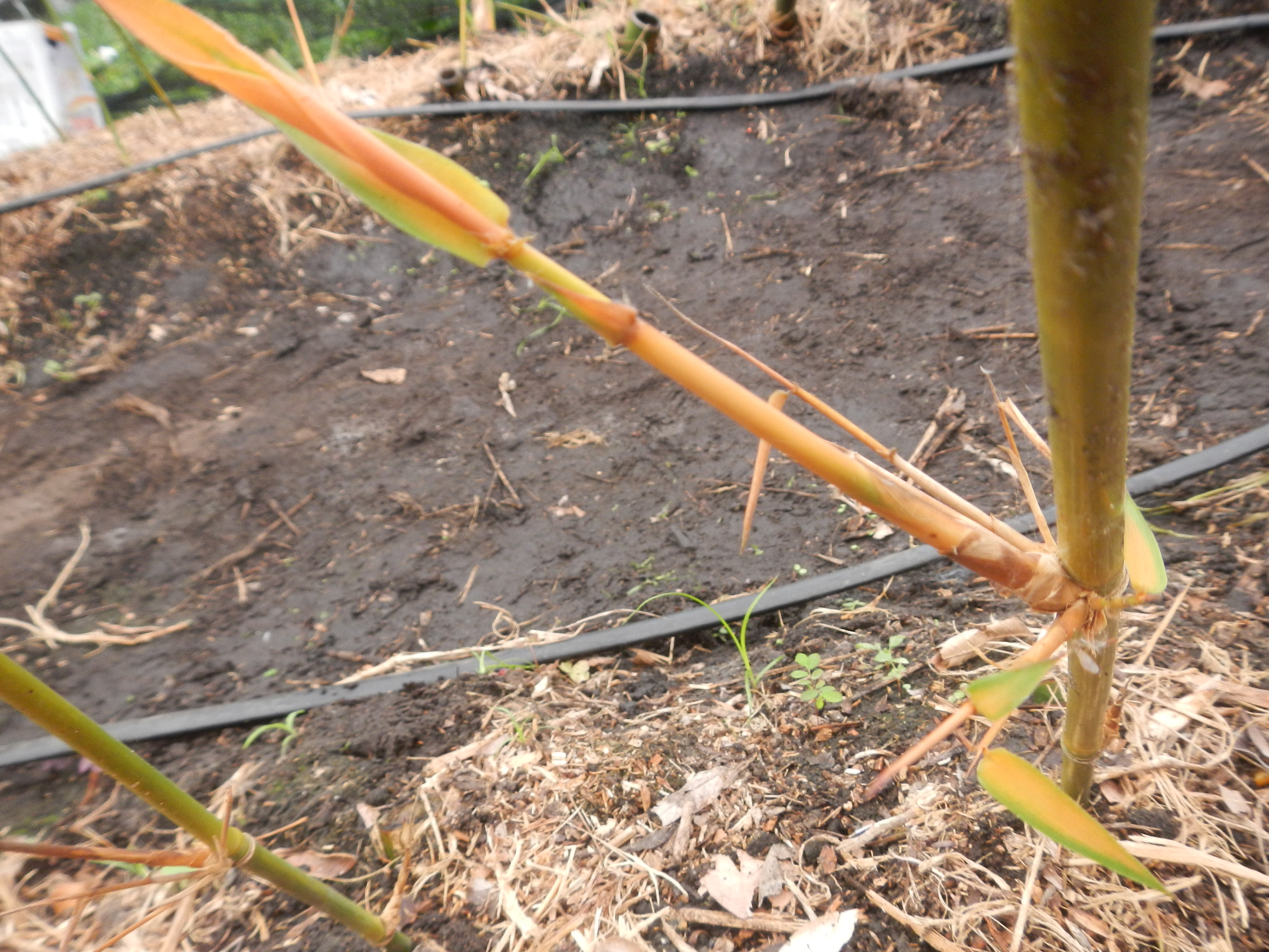 20140930 Fazenda Bambu experimento CNPq ramos secos 003.jpg