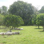 20141003 Fazenda Fruticultura Pomar Ovinocultura Ovelhas pastando sob árvores.jpg
