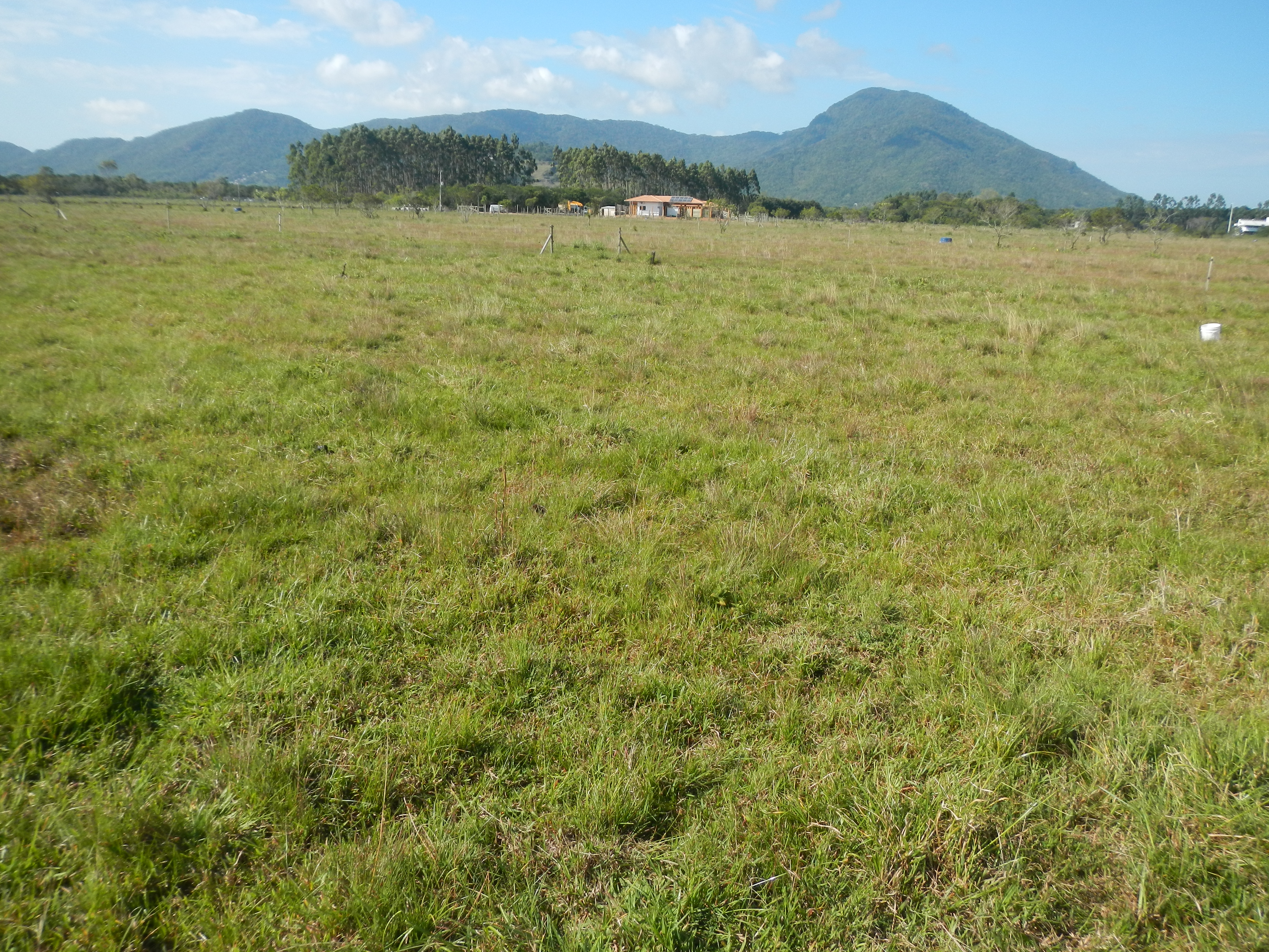 20141008 Fazenda Pastagem bovinocultura piquete limite aeroporto 004.jpg