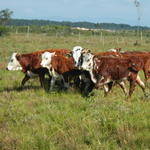 20141008 Fazenda Pastagem bovinocultura Manejo Terneiras 001.jpg
