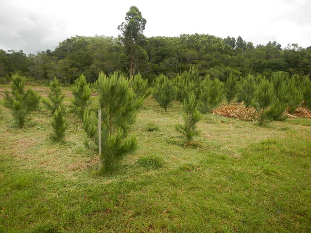 20141015 Fazenda Silvicultura roçada Pinus.jpg