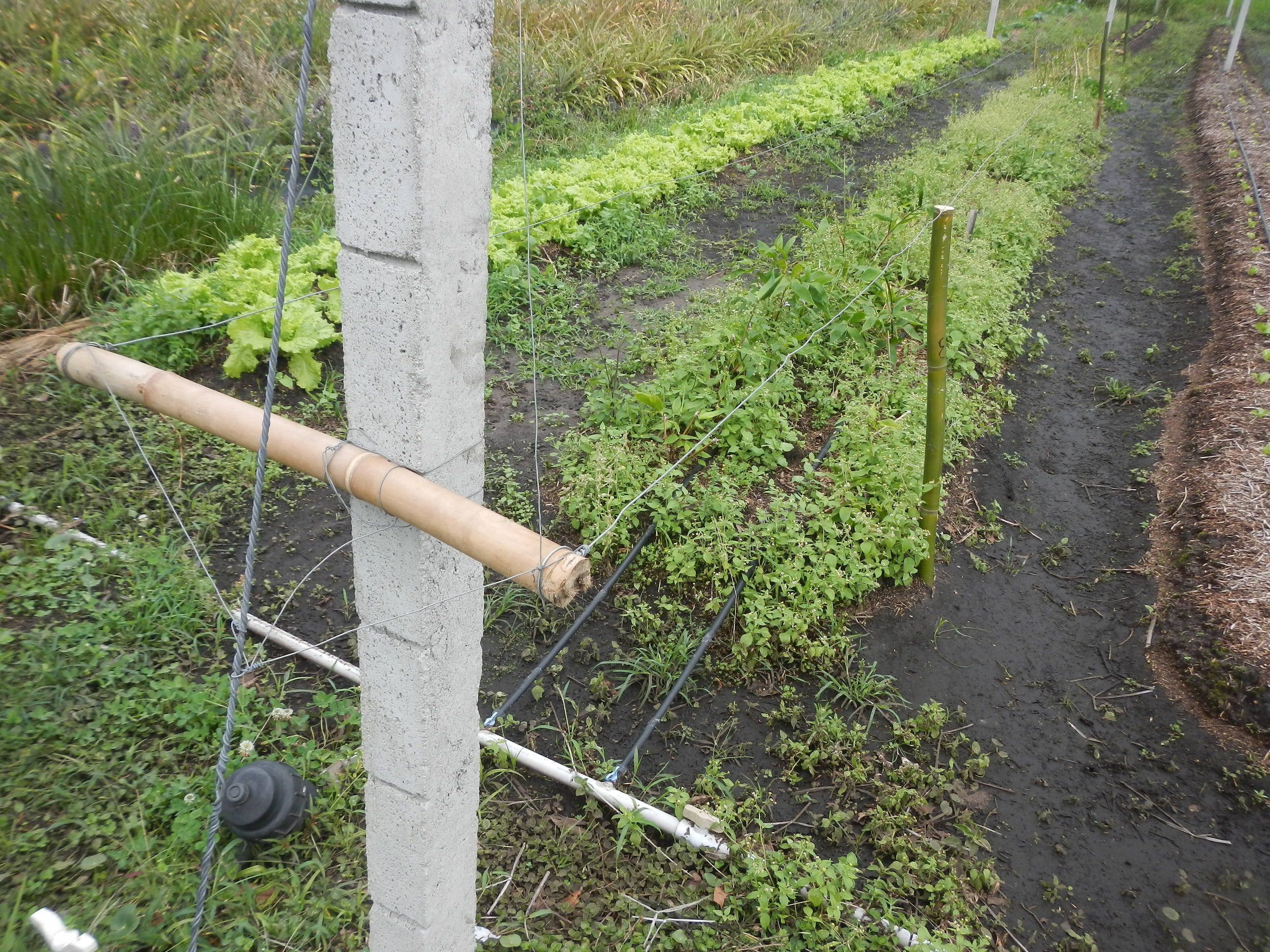 20141015 Fazenda bambu construção sombrite canteiro mudas horta.jpg