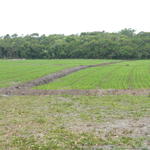 20141127 Fazenda Arrozal plantio de arroz alagado lavoura.jpg