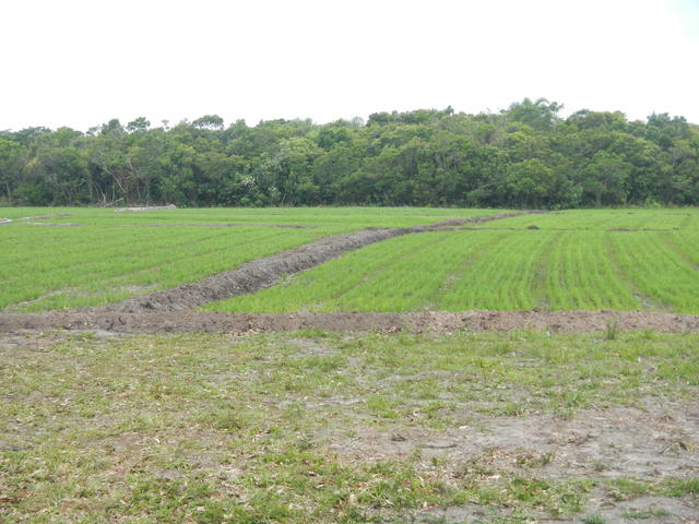 20141127 Fazenda Arrozal plantio de arroz alagado lavoura.jpg
