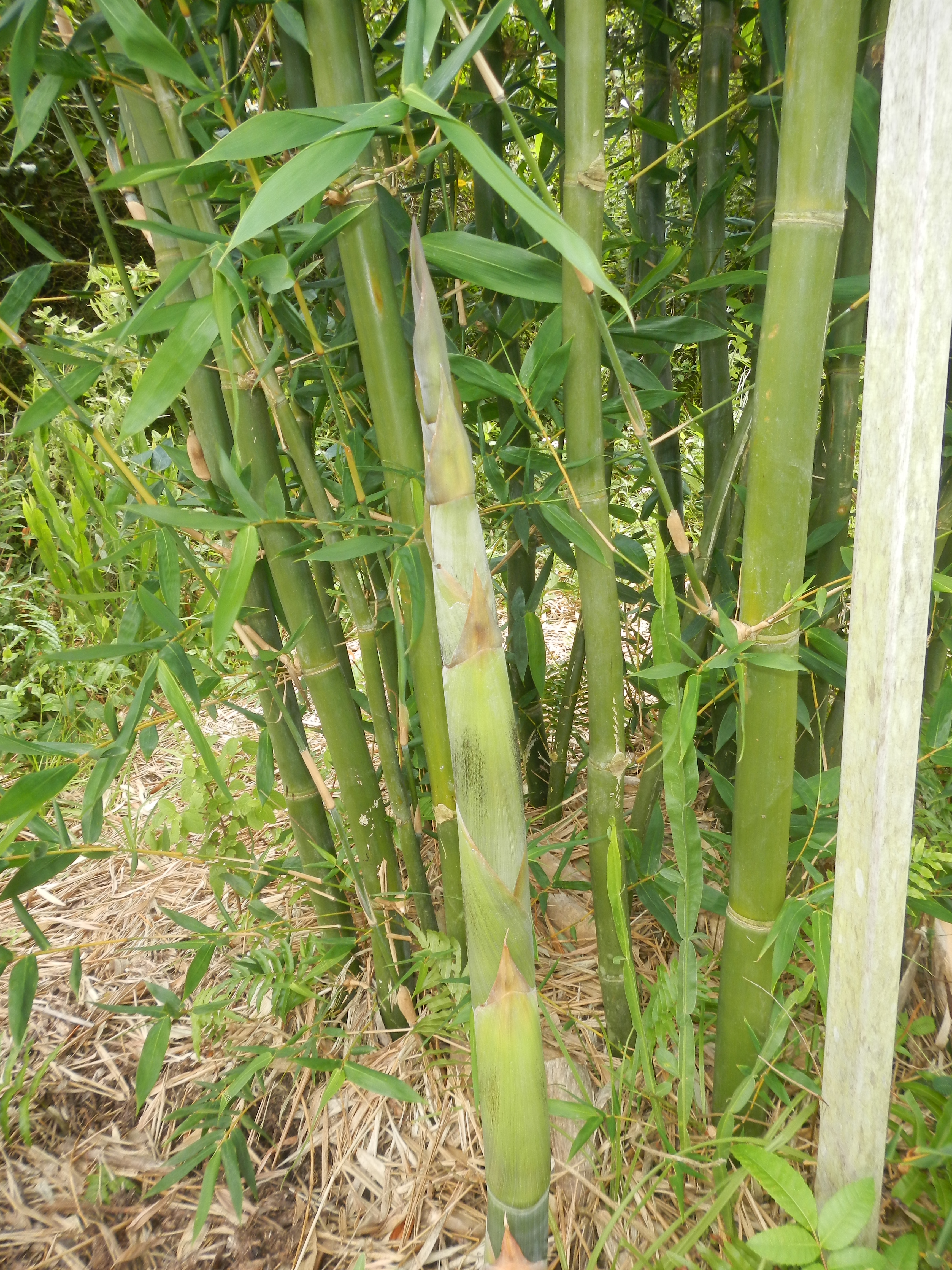 20141127 Fazenda Bambu Brotações no bambuseto 001.jpg