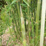 20141127 Fazenda Bambu Brotações no bambuseto 001.jpg