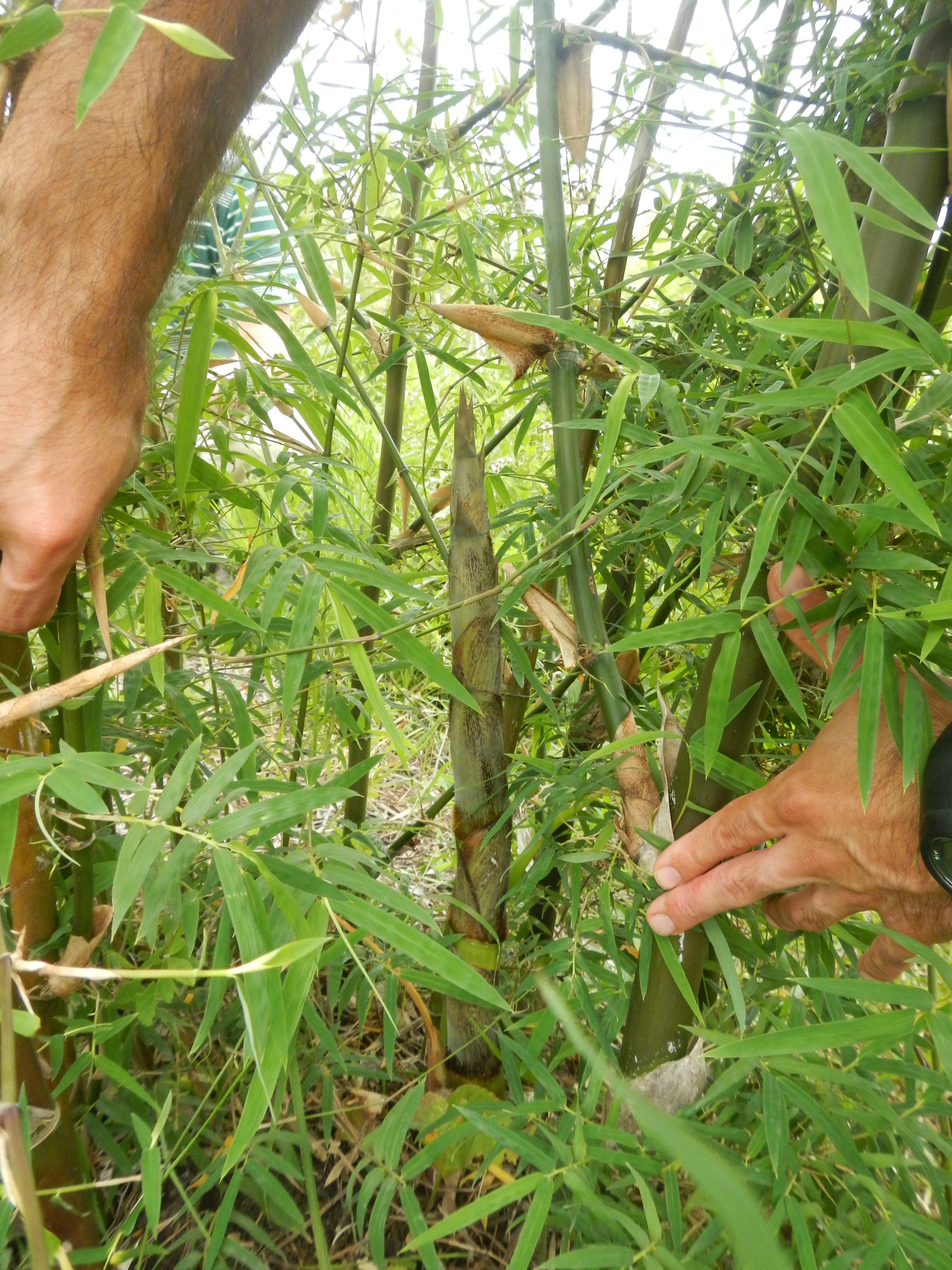20141127 Fazenda Bambu Brotações no bambuseto 002.jpg