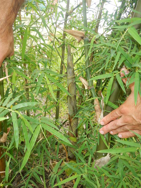 20141127 Fazenda Bambu Brotações no bambuseto 003.jpg