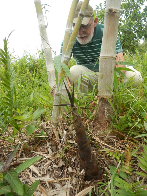 20141127 Fazenda Bambu visita pesquisador chinês e IAC 015.jpg