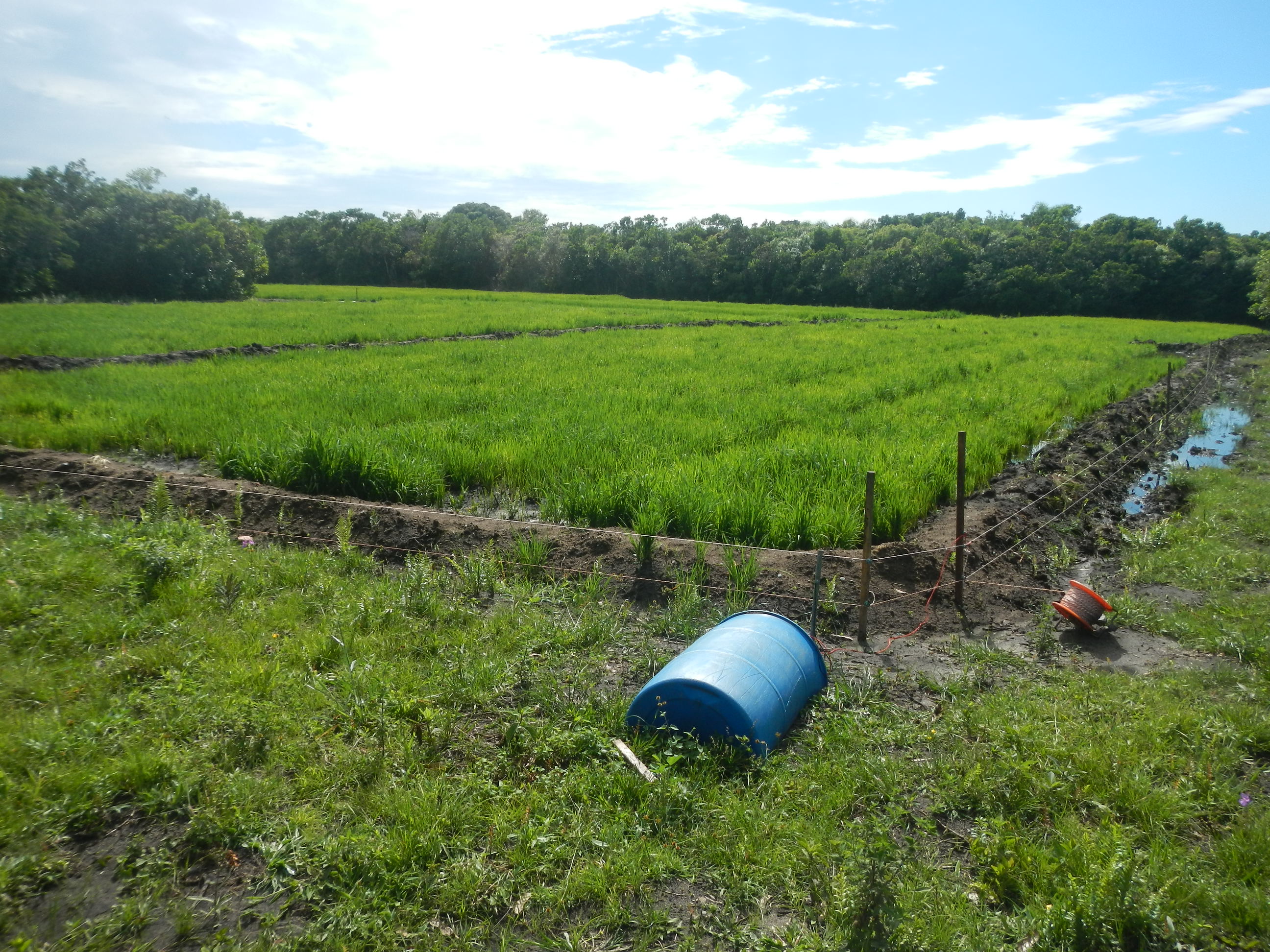 20141229 Fazenda Arrozal plantio de arroz alagado lavoura 001.jpg