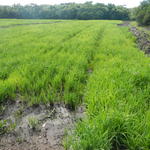 20141229 Fazenda Arrozal plantio de arroz alagado lavoura 002.jpg