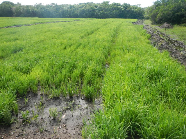 20141229 Fazenda Arrozal plantio de arroz alagado lavoura 002.jpg